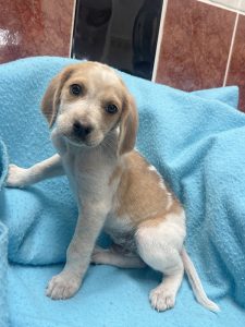 Dogs looking for new homes
