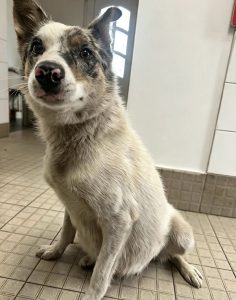 Dogs looking for new homes