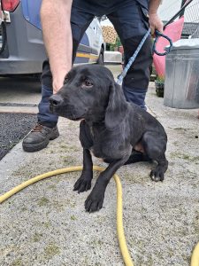 Dogs looking for new homes