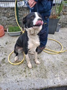 Dogs looking for new homes
