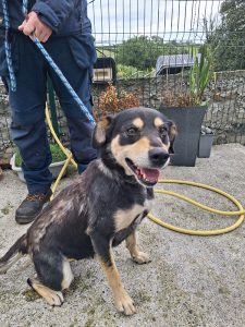 Dogs looking for new homes