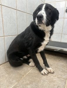 Dogs looking for new homes
