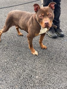 Dogs looking for new homes
