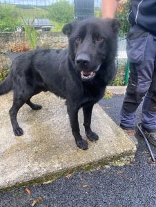 Dogs looking for new homes