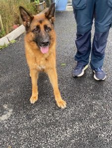 Dogs looking for new homes