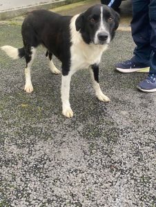 Dogs looking for new homes