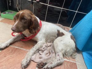 Dogs looking for new homes