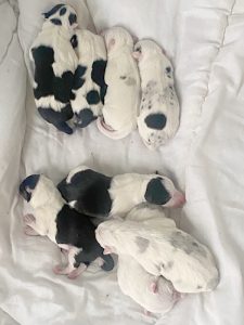 Dogs looking for new homes