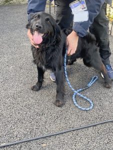 Dogs looking for new homes