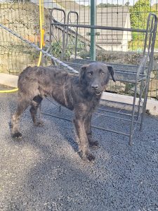 Dogs looking for new homes