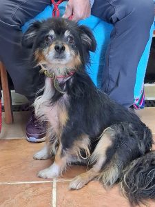 Dogs looking for new homes
