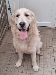 Dogs looking for new homes