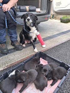 Dogs looking for new homes