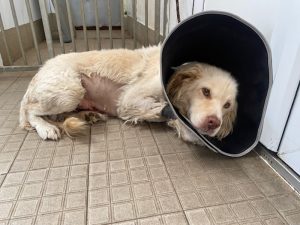 Dogs looking for new homes