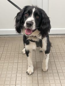 Dogs looking for new homes