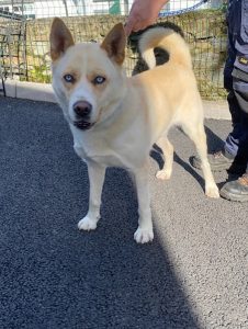 Dogs looking for new homes