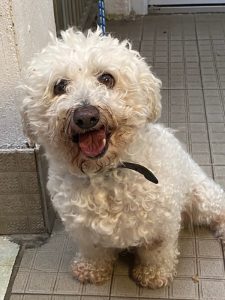 Dogs looking for new homes