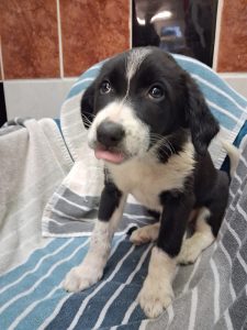 Dogs looking for new homes