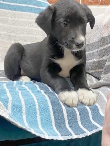 Dogs looking for new homes