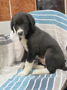 Dogs looking for new homes