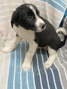 Dogs looking for new homes