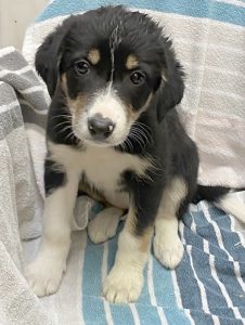 Dogs looking for new homes