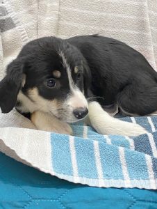 Dogs looking for new homes