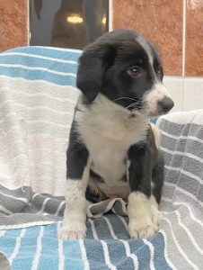 Dogs looking for new homes