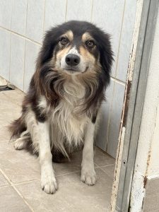Dogs looking for new homes