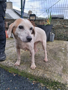 Dogs looking for new homes
