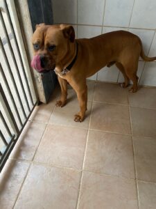 Dogs looking for new homes