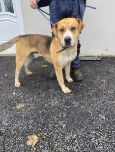 Dogs looking for new homes