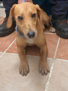 Dogs looking for new homes