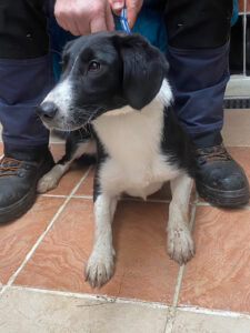 Dogs looking for new homes