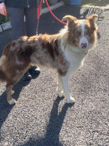 Dogs looking for new homes