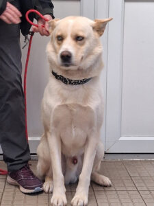 Dogs looking for new homes