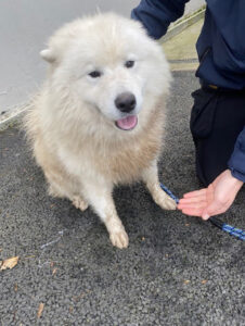 Dogs looking for new homes