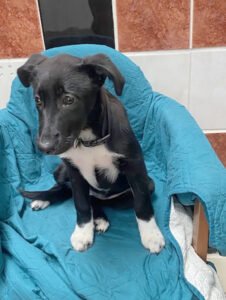 Dogs looking for new homes