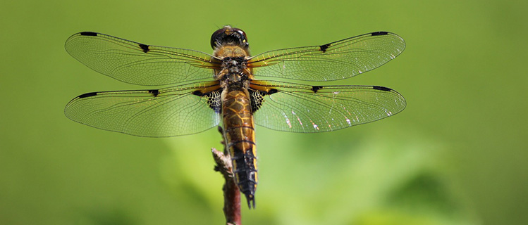 Dragonfly - Biodiversity & Heritage