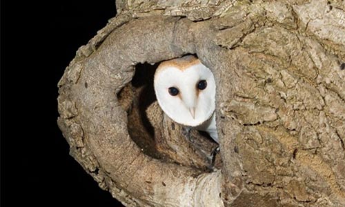 Barn_owl_icon