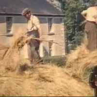 Threshing c. mid 1950s
